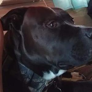 Image of Blue, Lost Dog