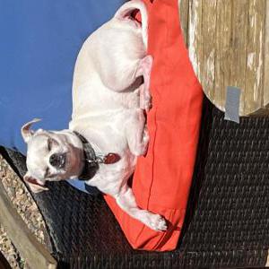 Image of Bean, Lost Dog
