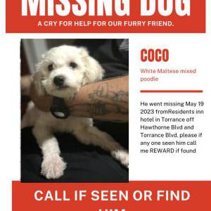 Lost Dog Coco