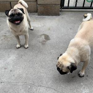Image of Unknown, Found Dog