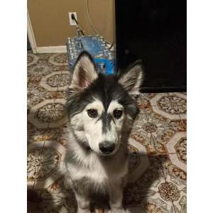 Lost Dog Osita/Osa