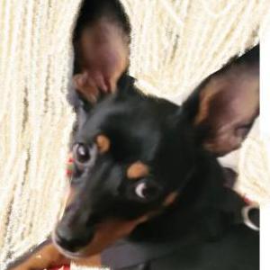 Image of Princesa, Lost Dog