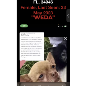 Image of Weda, Lost Dog
