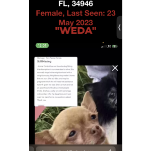Lost Dog Weda