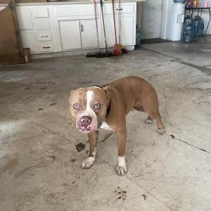 Found Dog Unknown