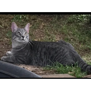 Image of Al, Lost Cat