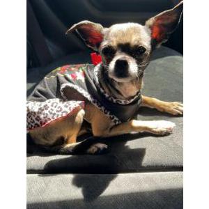 Image of Cheeckies, Lost Dog