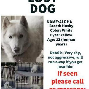 Lost Dog Alpha