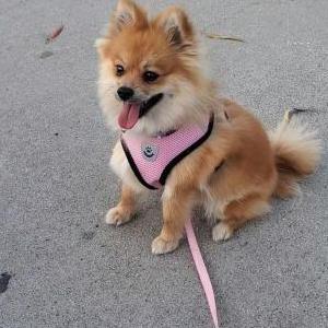 Lost Dog princess