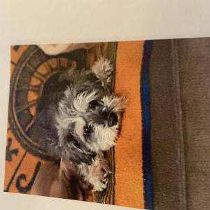 Lost 1 Lexi (TX)