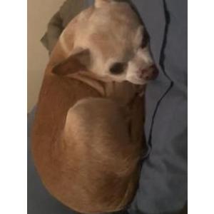 Image of Andres, Lost Dog