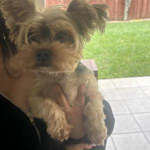 Image of Unknown, Found Dog
