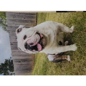 Image of Snowman, Lost Dog