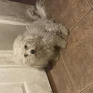 Lost Dog Snowy