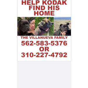 Image of Kodak, Lost Dog