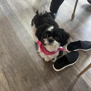 Image of Skittles, Lost Dog