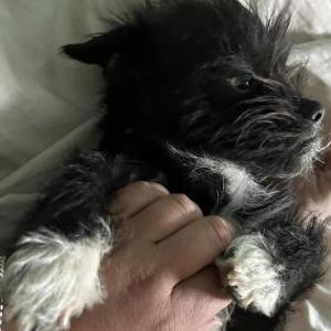 Lost Dog Chuy - White Paws