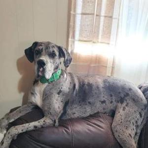 Lost 1 Nikki (WV)