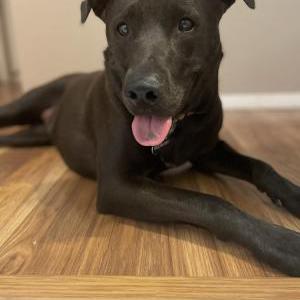 Image of Lily, Lost Dog