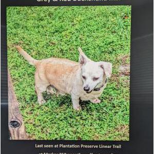 Lost Dog Ralphie