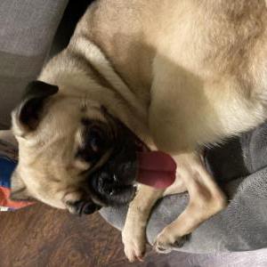 Image of Unknown, Found Dog