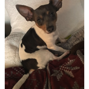 Image of BLU, Lost Dog