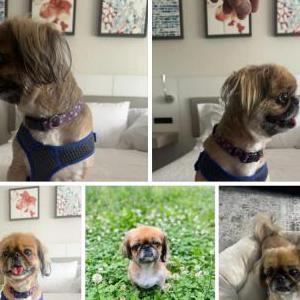 Image of Chewy, Lost Dog