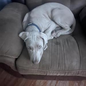 Image of Cash, Lost Dog