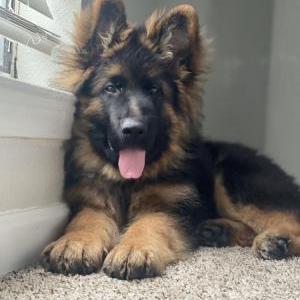 Image of Grizzly, Lost Dog