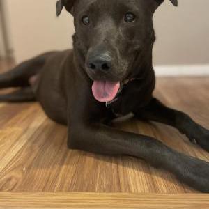 Image of Lily, Lost Dog