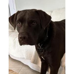 Image of Bodhi, Lost Dog