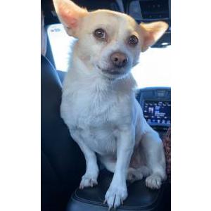 Image of Shoot, Lost Dog