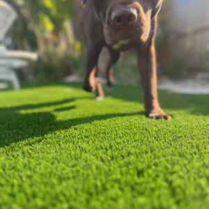 Image of Bohdi, Lost Dog