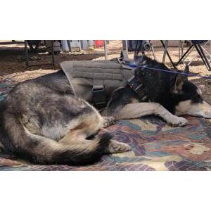 Lost 1 Gypsy (AZ)