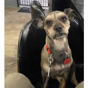 Image of Cacha, Lost Dog