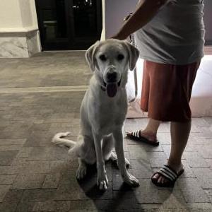 Image of Unknown, Found Dog