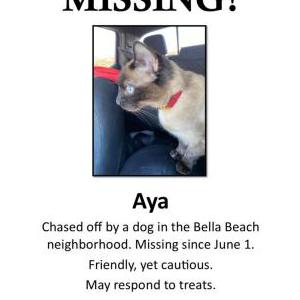 Lost Cat Aya