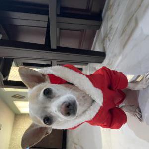 Image of Coquito, Lost Dog