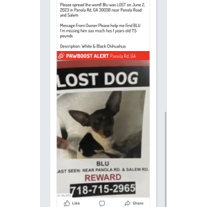 Image of Blu, Lost Dog