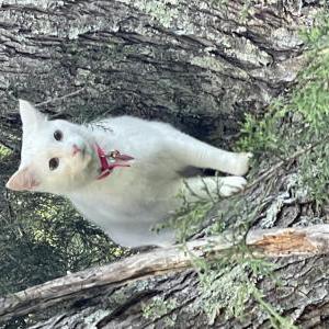 Lost 2 Frosty (GA)