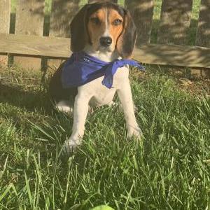 Lost 1 Louie (NC)