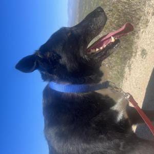 Image of Nola, Lost Dog