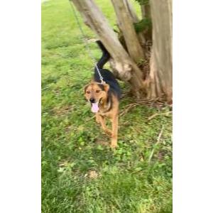 Lost 1 Rocky (MS)
