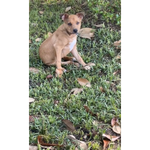 Lost 1 Buddy (NC)