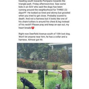 Found Dog Unknown