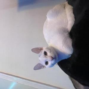 Image of Tat Tat/Babycat, Lost Cat