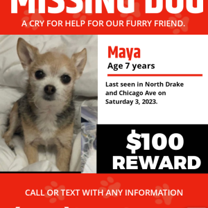 Lost Dog Maya