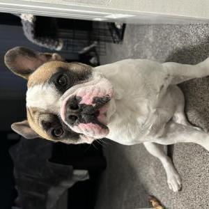 Image of Chico, Lost Dog