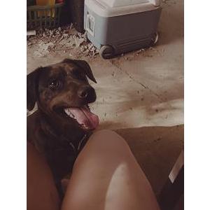 Image of Cookie, Lost Dog