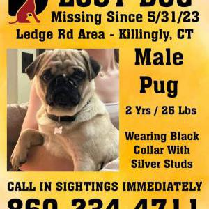 Lost Dog Pluto